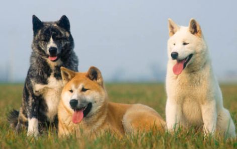 akita-inu_2.jpg