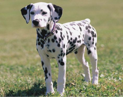 dalmata_7.jpg