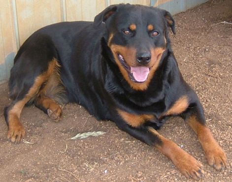 rottweiler-buffy-05.jpg